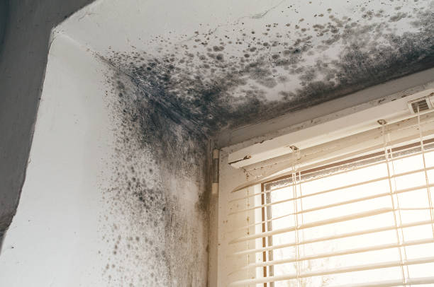 Affordable Attic Mold Remediation solutions in Broadway, VA